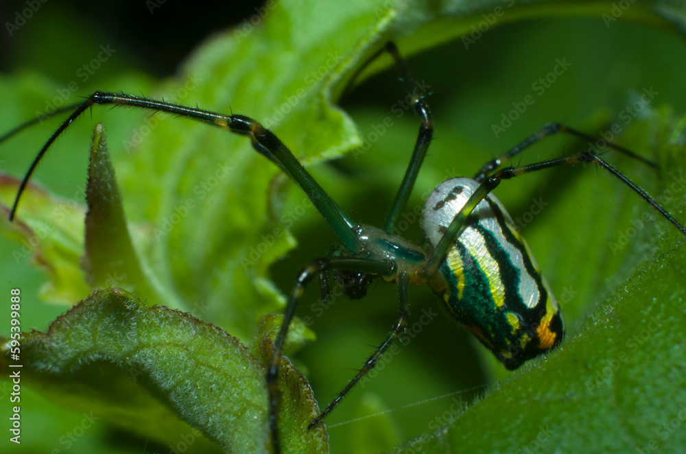 Fototapeta premium Araña tejedora de huerto, Leucage argyrobapta