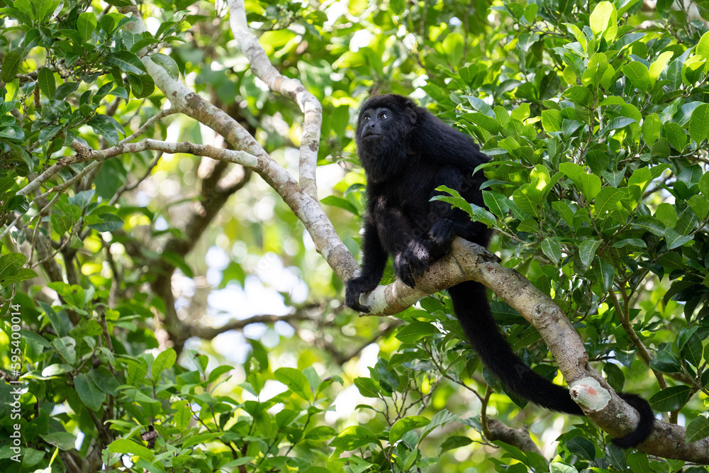 Guatemalan black howler monkey Guatemalan black howler monkey