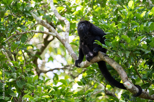 Canvas Print Guatemalan black howler monkey