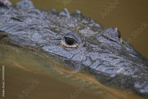 Morelet's crocodile in water