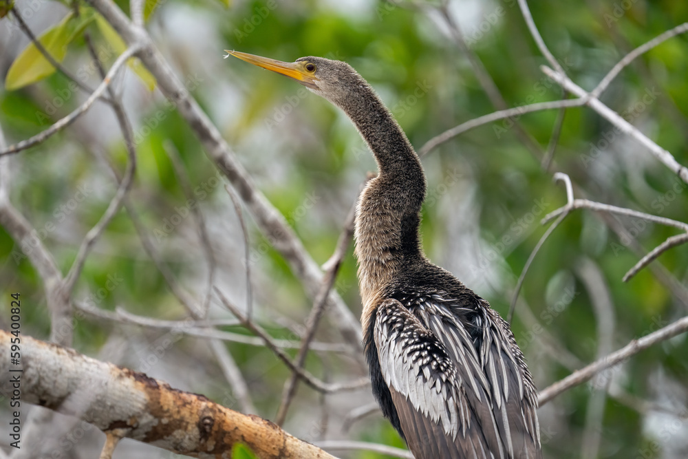 Fototapeta premium Anhinga