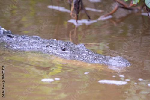 Morelet's crocodile in water