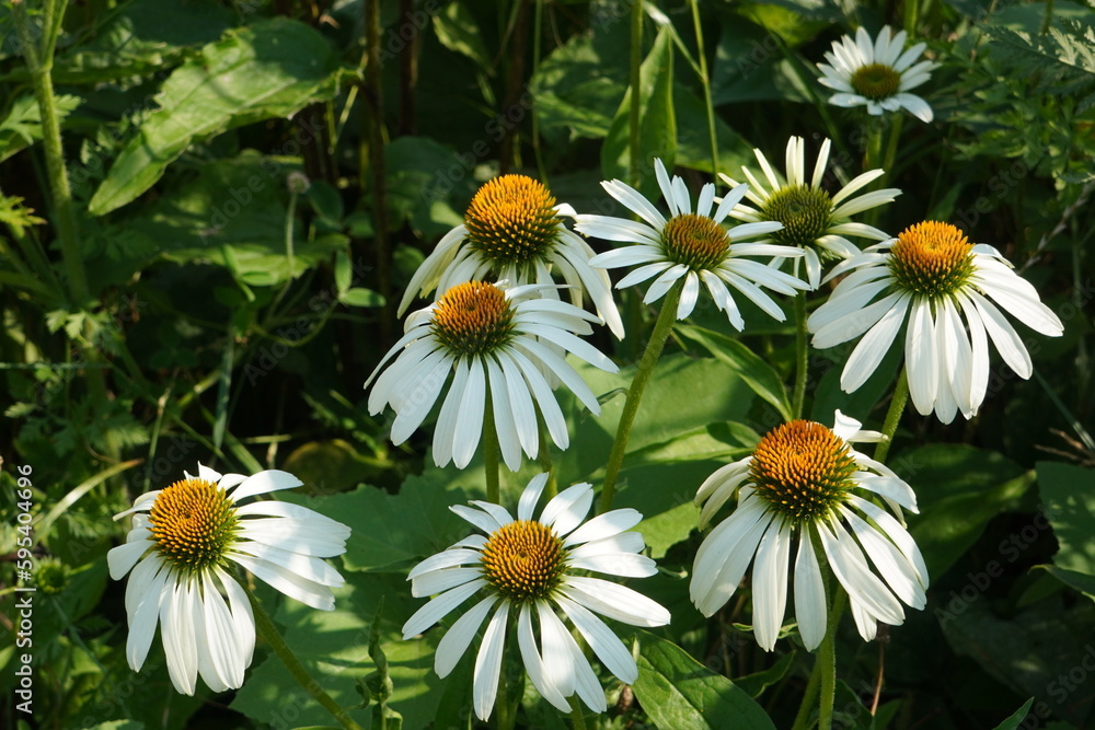 Fototapeta premium Closeup of group of white echinacea flowers (echinacea alba, white-swan) with yellow centers and green leaves in a garden in summer