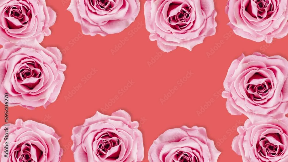 Pink rose flower background with stop motion effect. Seamless loop video Pink rose flower background with stop motion effect. Seamless loop video