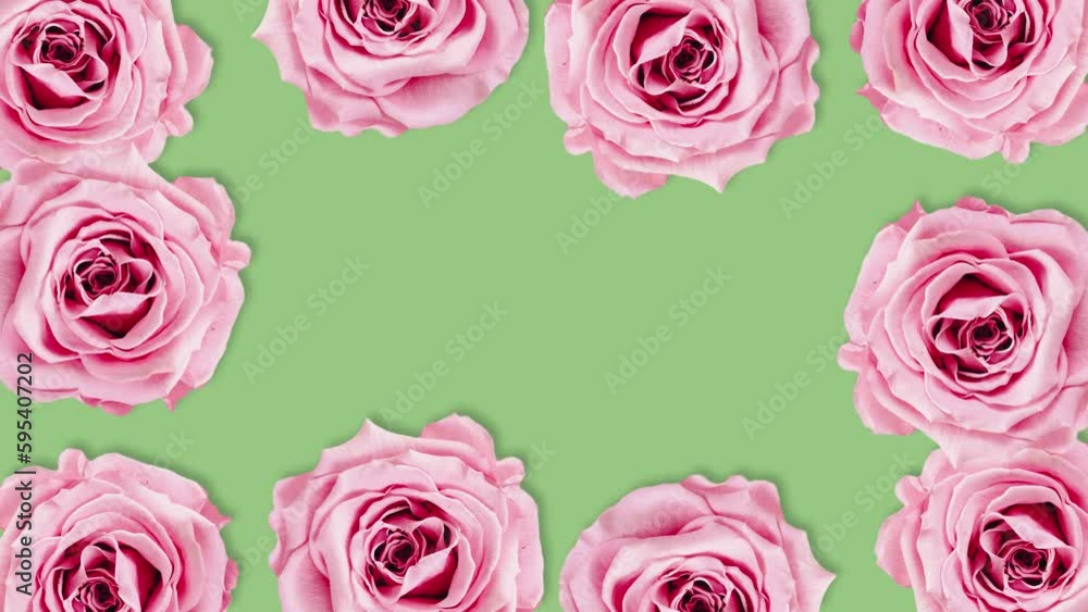Pink rose flower background with stop motion effect. Seamless loop video Pink rose flower background with stop motion effect. Seamless loop video