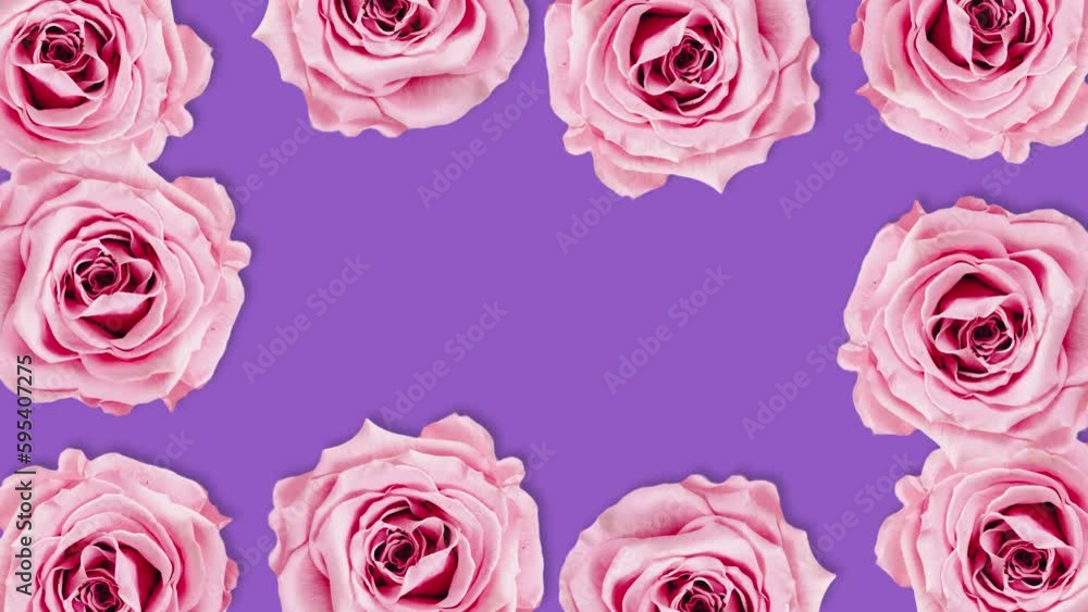 Pink rose flower background with stop motion effect. Seamless loop video Pink rose flower background with stop motion effect. Seamless loop video