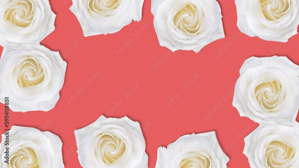White rose flower background with stop motion effect. Seamless loop video White rose flower background with stop motion effect. Seamless loop video