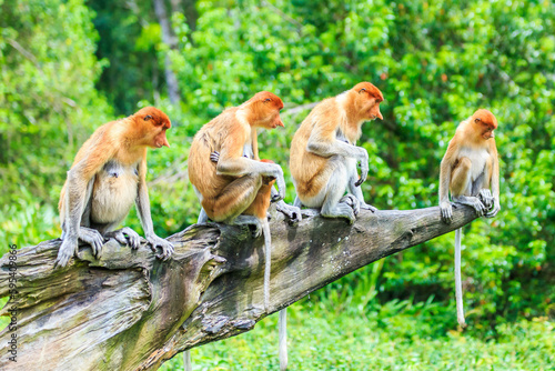 proboscis monkey or nasalis larvatus