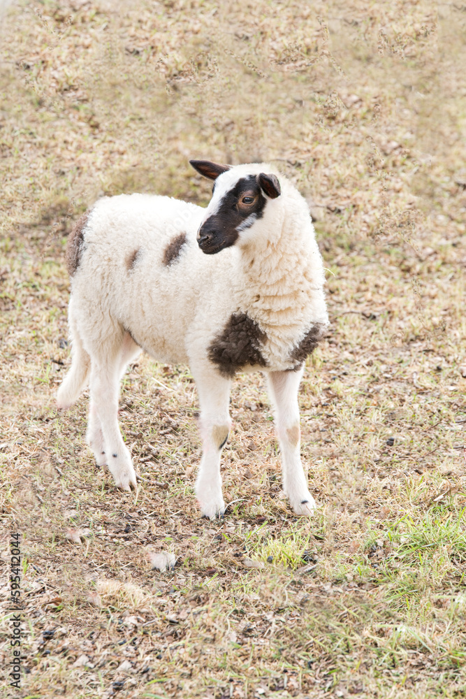 Obraz premium weißschwarzes Lamm neugierig