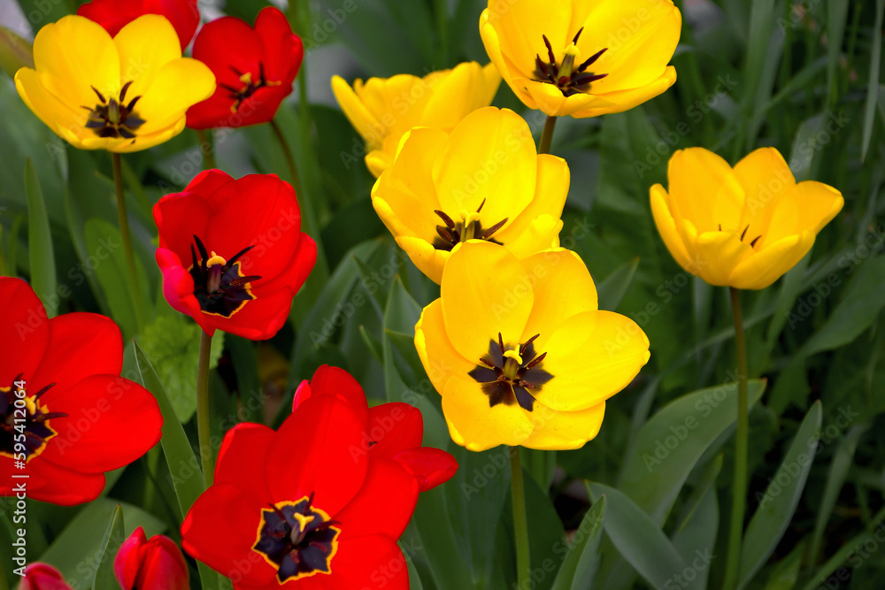 Fototapeta premium Gelbe und rote Tulpen im Beet