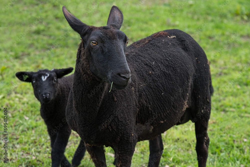 Fototapeta premium Schwarzes Mutterschaf mit Lamm