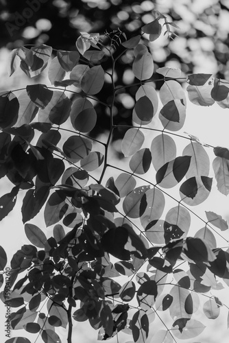 black and white leaves with no background