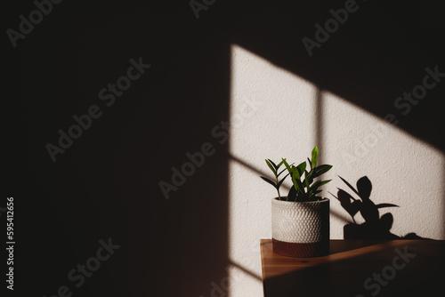 Plant Silhouette 