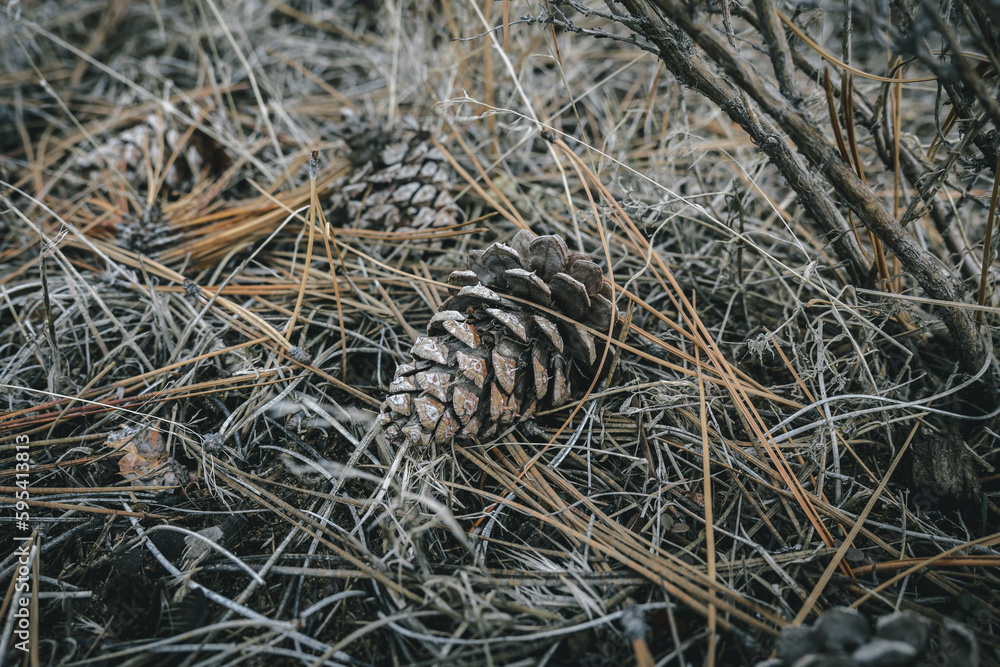 Fototapeta premium pinecone in the desert in central Oregon 