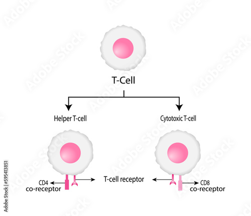  T Cell, helper T cell and cytotoxic T cell, CD Antigen Types., CD4 And CD8. Vector Illustration.