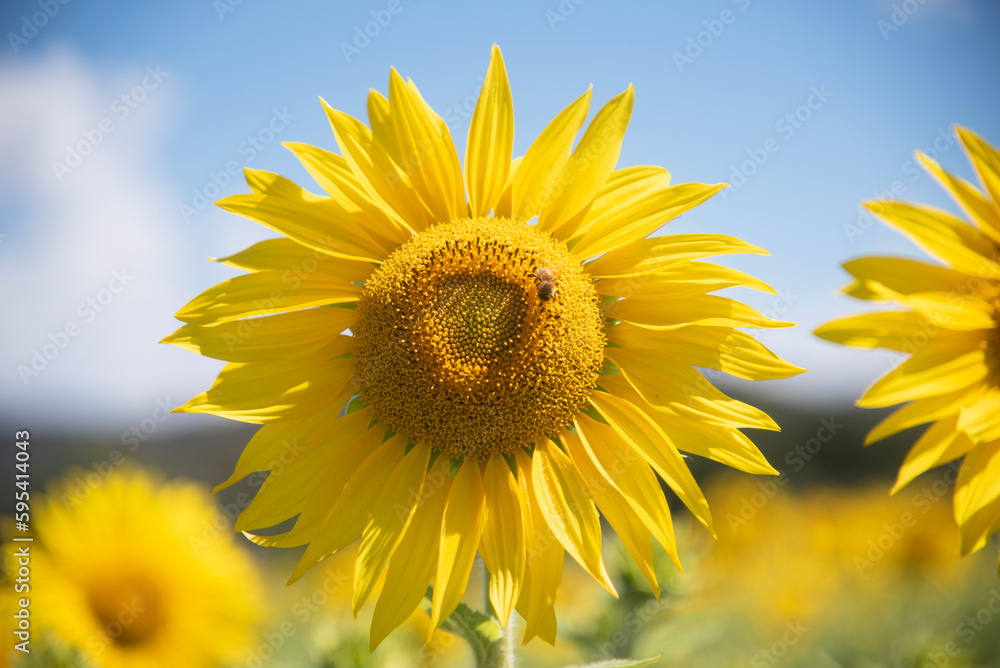 Sunflowers Sunflowers