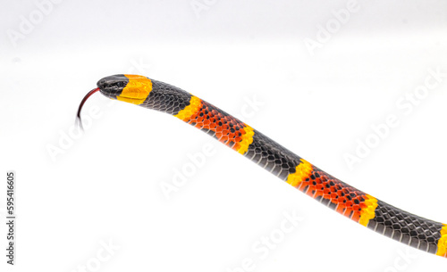 Venomous Eastern coral snake - Micrurus fulvius - close up macro of head, eyes, tongue and belly scales with pattern.  Side view with great scale detail isolated on white background photo