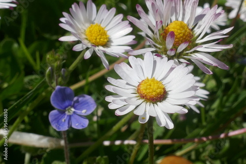 Flowery grounds