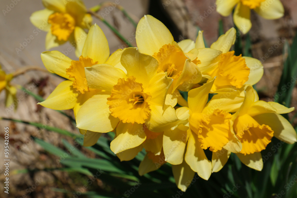 Beautiful yellow daffodils growing outdoors on spring day Beautiful yellow daffodils growing outdoors on spring day
