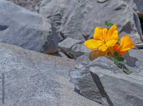 Vibrant  Amber Yellow California Flannelbush Flower Atop Silvery White Ocean Rock Formation in full Daylight