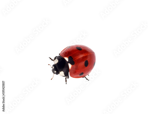 Top down view red ladybug crawling isolated cutout on transparent © Julia