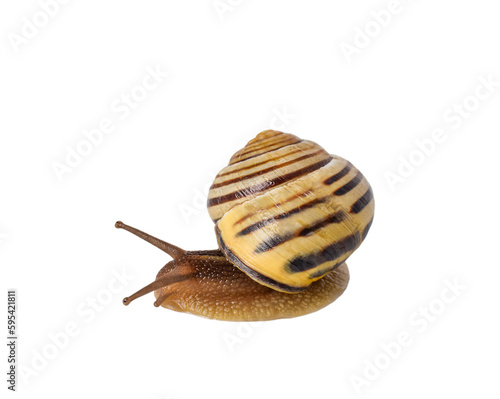 Macro side view of garden snail isolated cutout on transparent