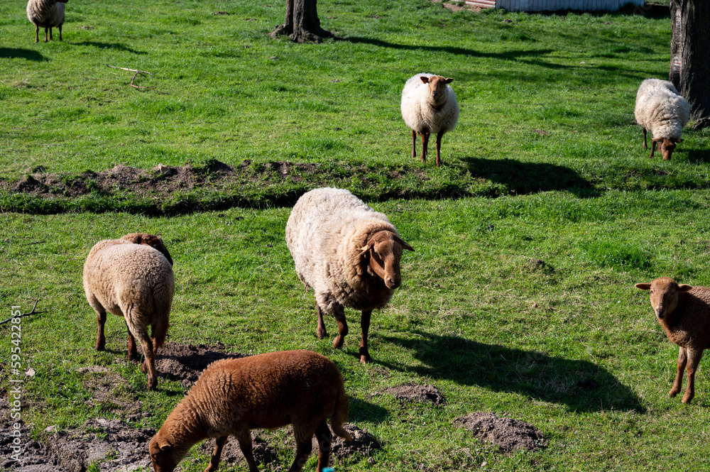 Obraz premium Animal collection, young and old sheeps grazing on green meadows on Haspengouw, Belgium