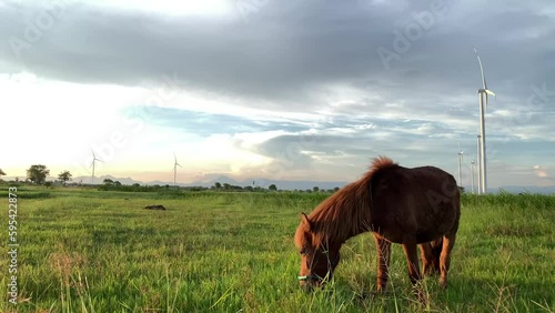 A horse is grazing in a field with a turbine in the background photo