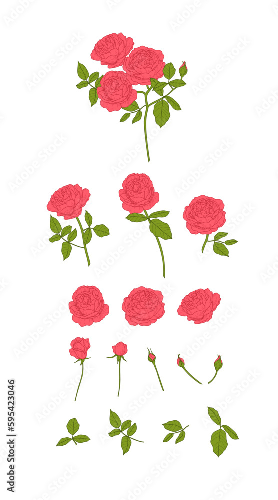 Collection of Red Roses Collection of Red Roses