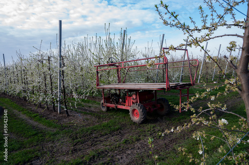 Spring white blossom of plum fruit trees in orchard, Sint-Truiden, Haspengouw, Belgium photo