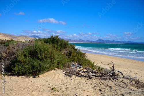 Salicornia edible plants growing in salt marshes, beaches, pickleweed, picklegrass, marsh samphire, sea beans, samphire greens, sea asparagus, Fuerteventura, Canary islands, Spain photo