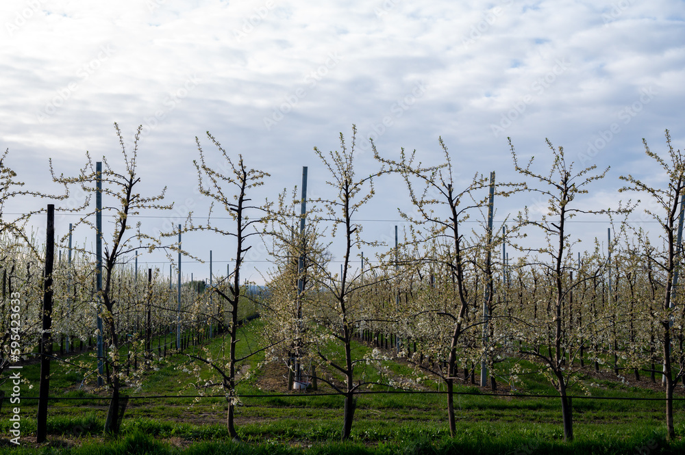 Spring white blossom of plum fruit trees in orchard, Sint-Truiden, Haspengouw, Belgium Spring white blossom of plum fruit trees in orchard, Sint-Truiden, Haspengouw, Belgium