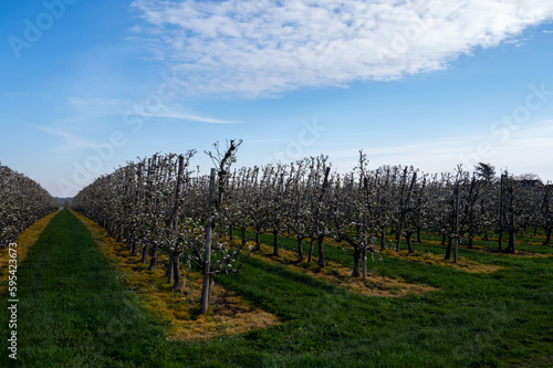 Spring white blossom of pear fruit trees in orchard  Sint-Truiden  Haspengouw  Belgium