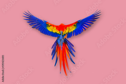 Colorful feathers on the back of macaw parrot against a pink background.