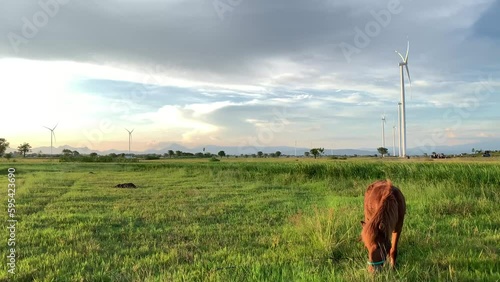 A horse is grazing in a field with a turbine in the background photo