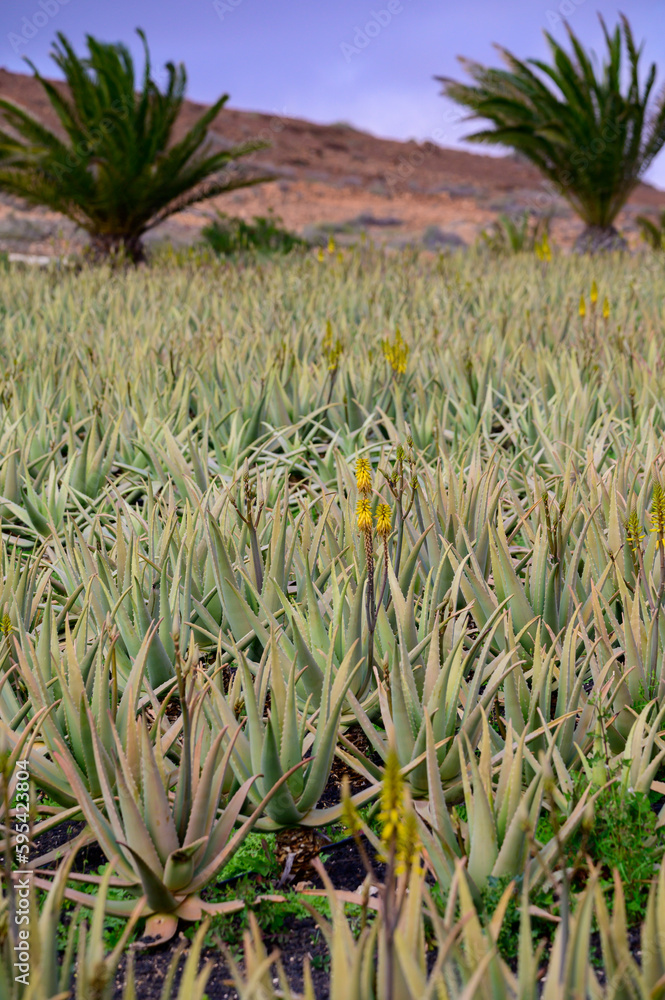 Aloe vera plantation, cultivation of aloe vera, healthy plant used for medicine, cosmetics, skin care, decoration Aloe vera plantation, cultivation of aloe vera, healthy plant used for medicine, cosmetics, skin care, decoration