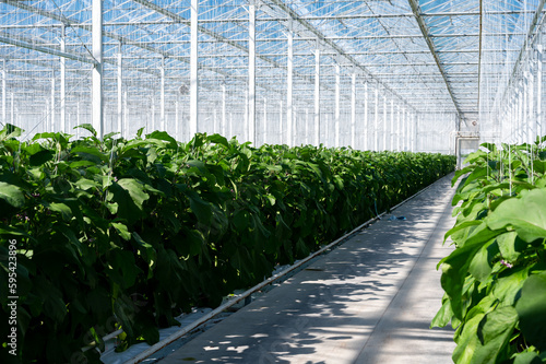 Canvas-taulu Dutch organic greenhouse farm with rows of eggplants plants with ripe violet veg
