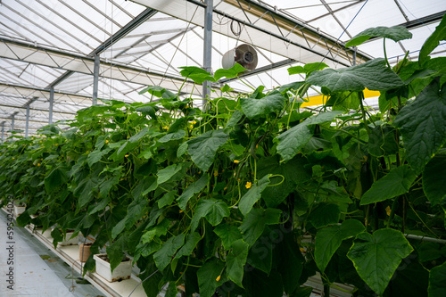 Young green cucumbers vegetables hanging on lianas of cucumber plants in green house