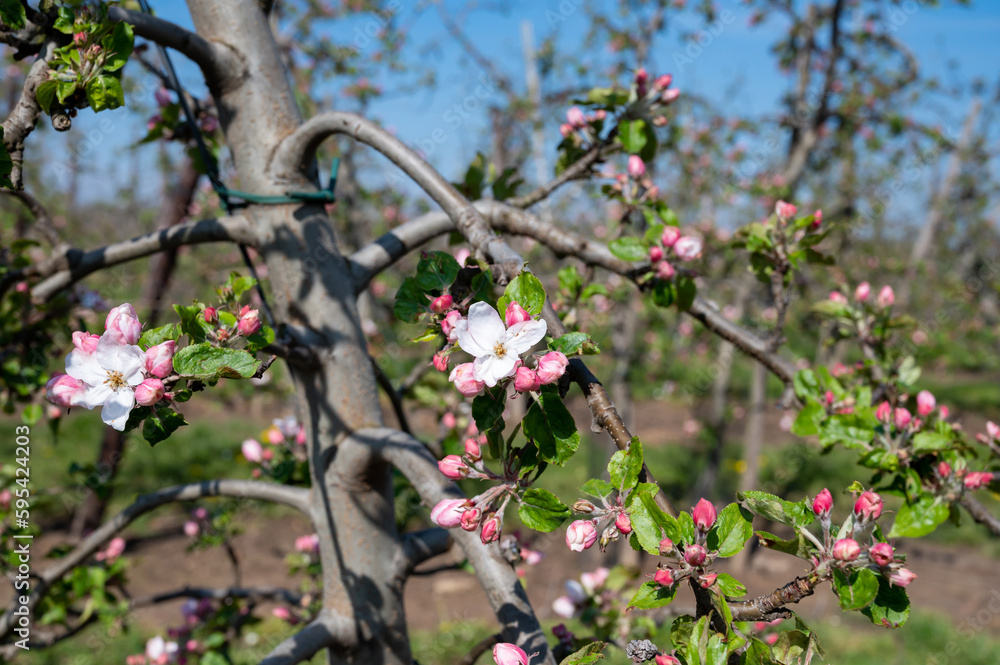 Spring pink blossom of apple trees in orchard, fruit region Haspengouw in Belgium, close up Spring pink blossom of apple trees in orchard, fruit region Haspengouw in Belgium, close up