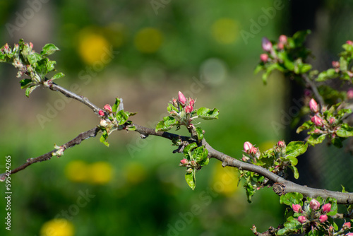 Spring pink blossom of apple trees in orchard, fruit region Haspengouw in Belgium, close up