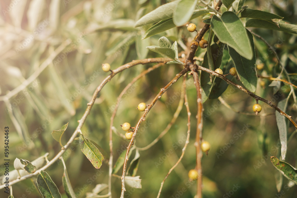 Small olives on the branches of an olive tree close-up. Small olives on the branches of an olive tree close-up.
