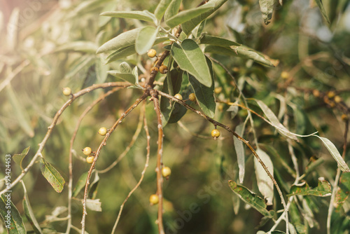 Small olives on the branches of an olive tree close-up.