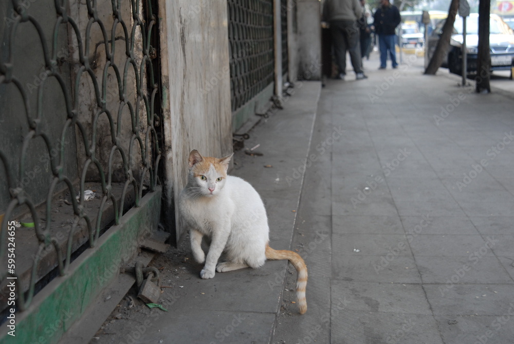 エジプト・カイロのストリートで暮らす猫 （2007年1月）