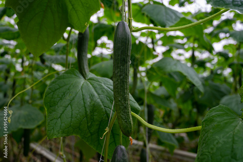 Εκτύπωση καμβά Young green cucumbers vegetables hanging on lianas of cucumber plants in green h