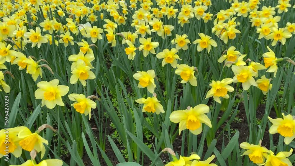 Field of yellow daffodills, springtime flowers Field of yellow daffodills, springtime flowers