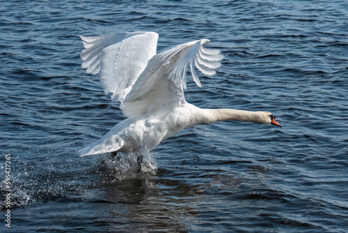 Mute Swan flying