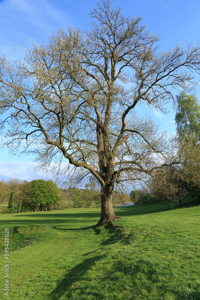 England, North Yorkshire, Wharfedale. Countryside and oak tree. England, North Yorkshire, Wharfedale. Countryside and oak tree.
