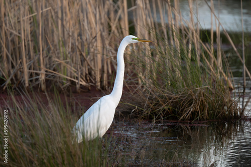 great egret hunting in shallow grasslands during sunset