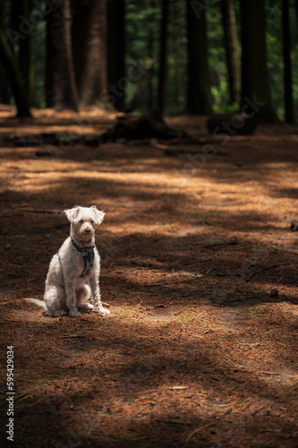 Dog in the forest. Pet in nature. Dog sitting in the sunbeam in the forest. Puppy concept in nature-2