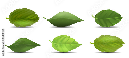 Eco leaves green set. Foliage and plants in garden. Nature, ecology and environment. Collection of stylish logos. Natural and organic. Cartoon flat vector illustrations isolated on white background photo